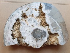 Riesiger gesägter Ammonit mit