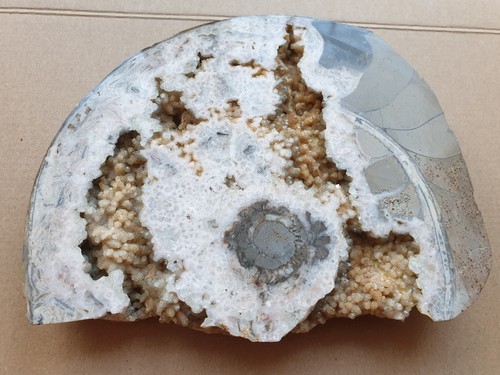 Riesiger gesägter ammonit mit - gesägter,