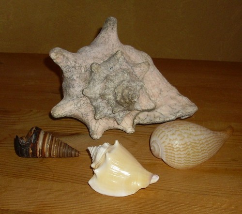 Kleine muschelsammlung - muschelsammlung, 4