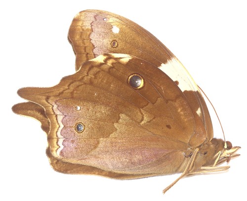 Lepidoptera nymphalidae - lepidoptera,,