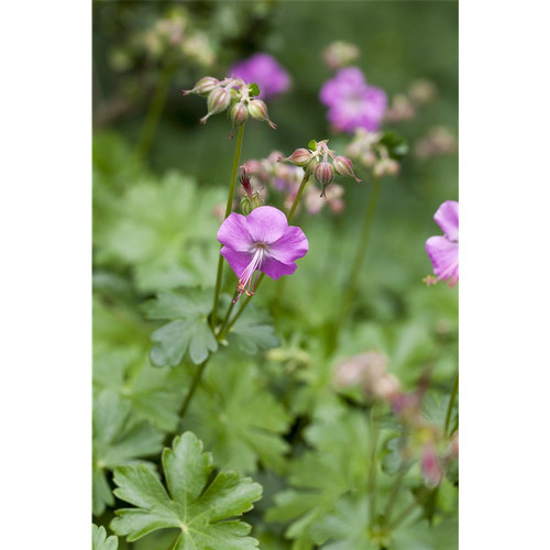 Geranium cantabrigiense - x,