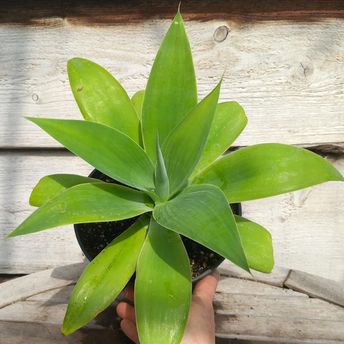 Agave attenuata total - agave, attenuata,