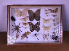 Schaukasten Präparat Schmetterling Vogelspinne Falter Käfer Insekten Entomologie