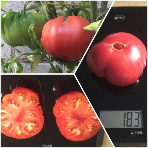 Samen frühe sorte layna - 15,