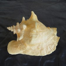 alte Strombus Gigas Muschel