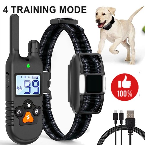 Hund ausbildung - hund,