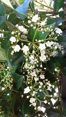 Viburnum tinus - ,