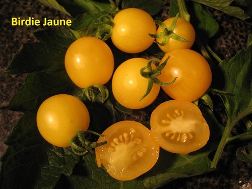 Tomaten bio saatgut - tomaten, samen