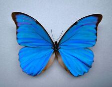 Morpho anaxibia *male* Entomologie Schmetterlinge