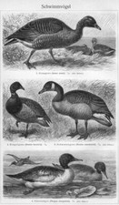 Graugans ringelgans - "graugans;,