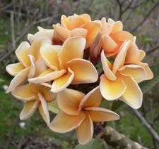 Frangipani Plumeria - Salmon Brown - frisch aus Thailand eingetroffen -