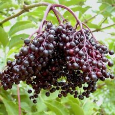 Schwarzer Holunder Haschberg Sambucus nigra Pflanze im 3-5 Liter Topf