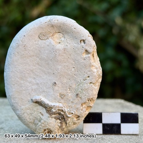 Britische kreide fossil - britische,