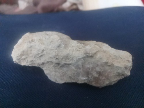 Versteinerungen fossilien - versteinerungen,