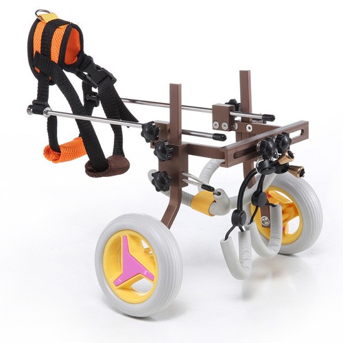 Pet dog rehabilitation walking - dog,