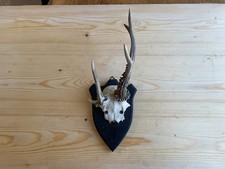 B9469 Altes Rehbock Geweih |