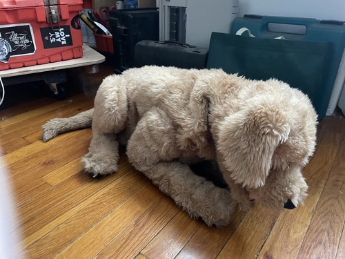 Furreal biscuit lovin - furreal, my