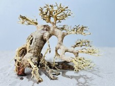 Aquariumwurzel, Bonsai