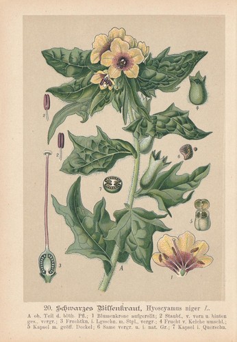 Bilsenkraut - (hyoscyamus, niger)