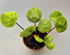 Pilea Peperomioides Mojito Variegata