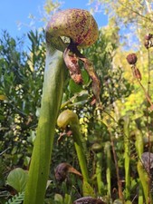 Darlingtonia Californica--25