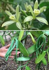 Jetzt pflanzen! Echte Vanille schnellwüchsige Kletterpflanze / Samen