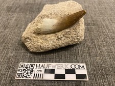 Zarafasaura oceanis aus Khouribga in Matrix