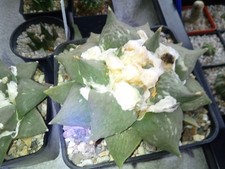 Verschiedene Kakteen