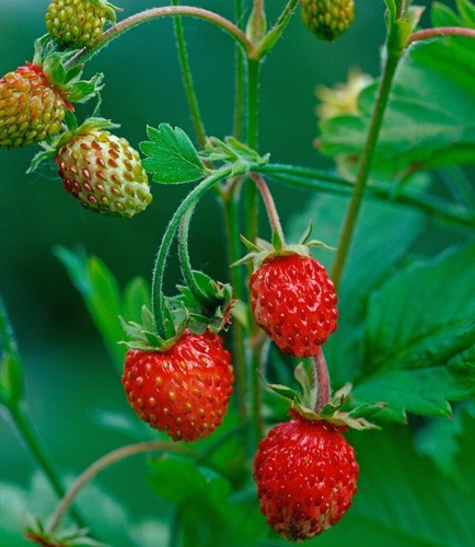 Walderdbeere fragaria vesca - walderdbeere,