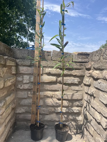 Trauerweide salix alba - –,
