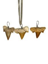 ✦ Haizähne Versteinerte