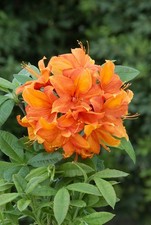 Rhododendron luteum 'Goldflamme', gelb-orange, 30–40 cm