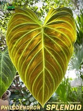 Philodendron Splendid (Melanochrysum x Verrucosum) - Jungpflanze 1 Pflanze
