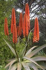 SAMEN nutzen sie die schöne FEUER ALOE als Heilpflanze Fensterbank Wintergarten