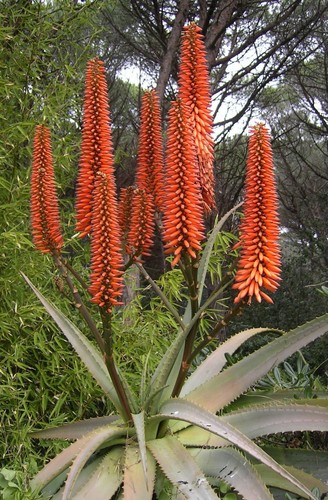 Samen die tolle feuer aloe - die,