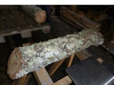 Korkeiche Eiche Baumstamm Korkstamm  Reptilien Holz Rohling Drechselholz 18,40kg