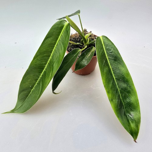 Philodendron patriciae - philodendron,