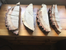 Eichenholz Baumstamm Abschnitt