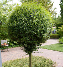 Hochstamm Kugel-Liguster 60-80cm - Ligustrum delavayanum