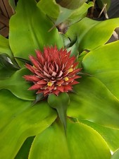 ABGEBLÜHT  SELTEN Bromelie