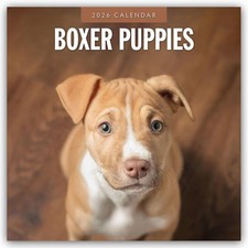 Boxer Puppies - Deutsche Boxer