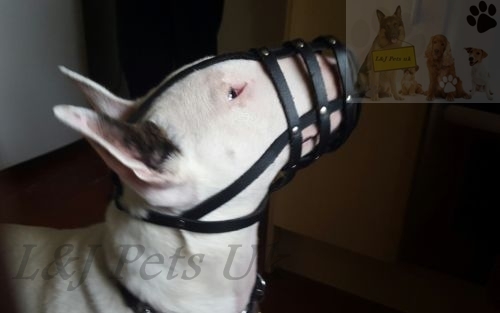 Licht leder hundemaulkorb - leder,