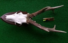 kapitales Rehbockgeweih 402g