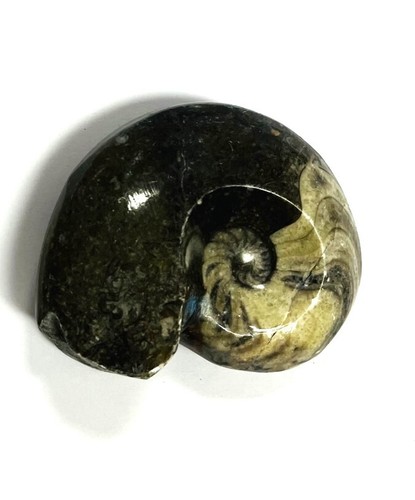 Fm0004 goniatit ammonit fossil - fm0004,
