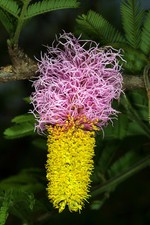 SAMEN Exot Pflanzen exotische