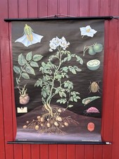 Schulwandkarte Kartoffel