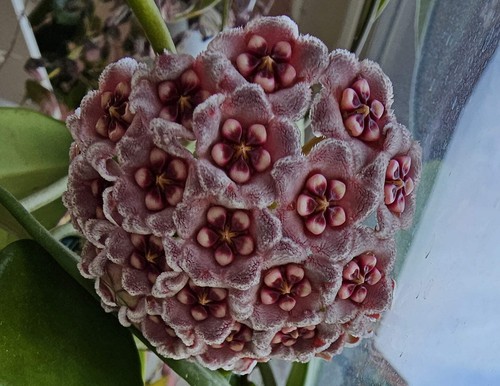 Heavenly hoya - heavenly,