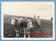 Foto, alte Landwirtschaft, Ochsengespann mit Pflug, bäuerliche Pause, um 1938 !!