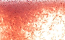 Moina Eier 0,5ml 🔥 EXTREM