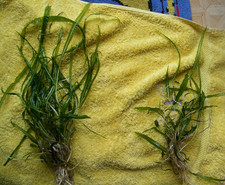 Aquarium Pflanzen Cryptocoryne Crispatula var.  balansae